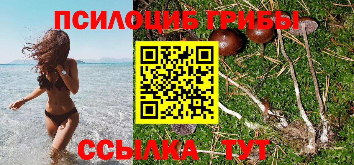 Галлюциногенные грибы Psilocybine cubensis Всеволожск